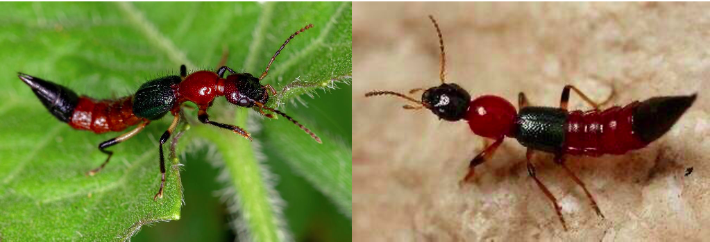 认识隐翅虫：它不是蚂蚁，是“披着羊皮的狼”
