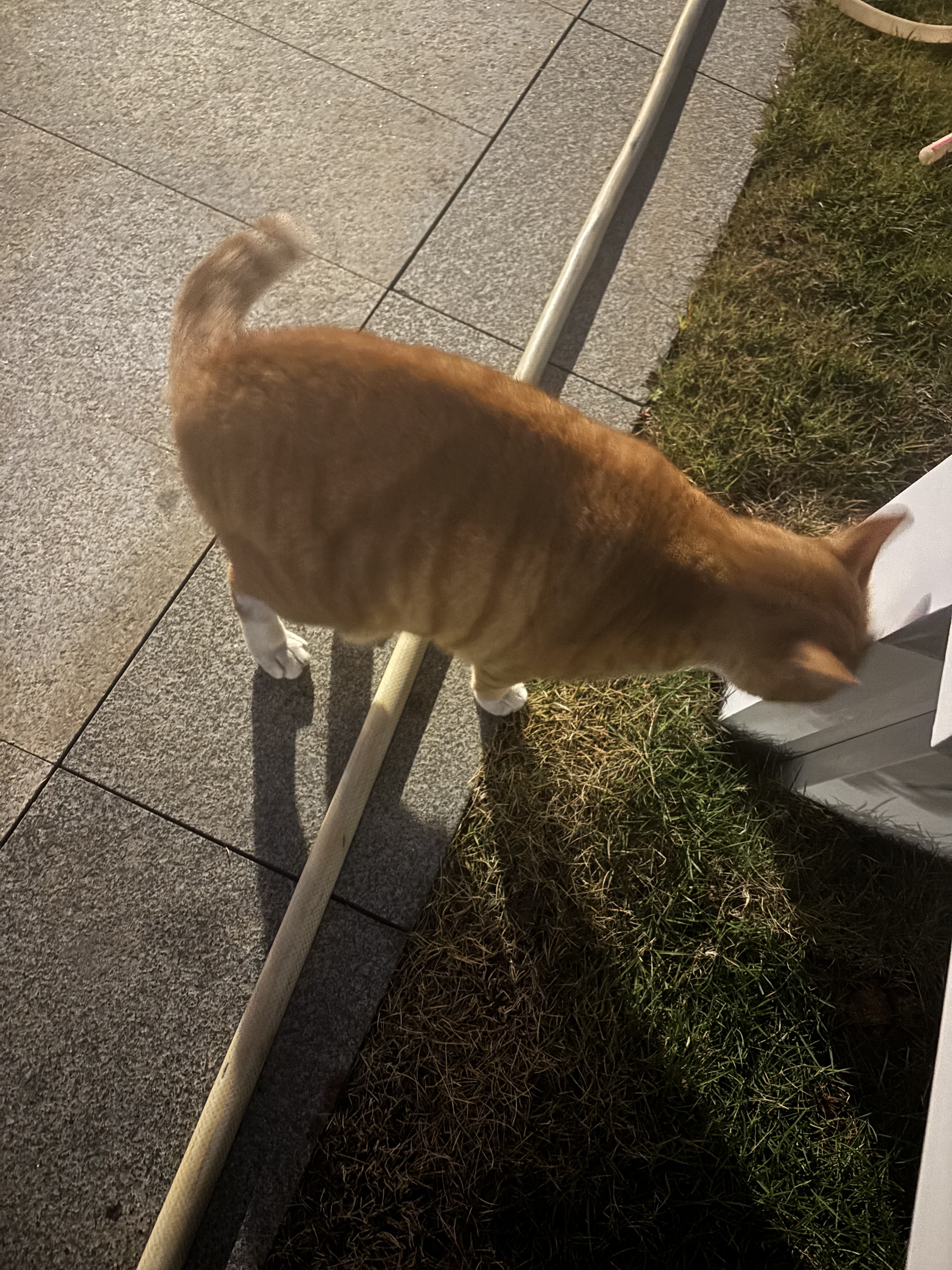 猫猫