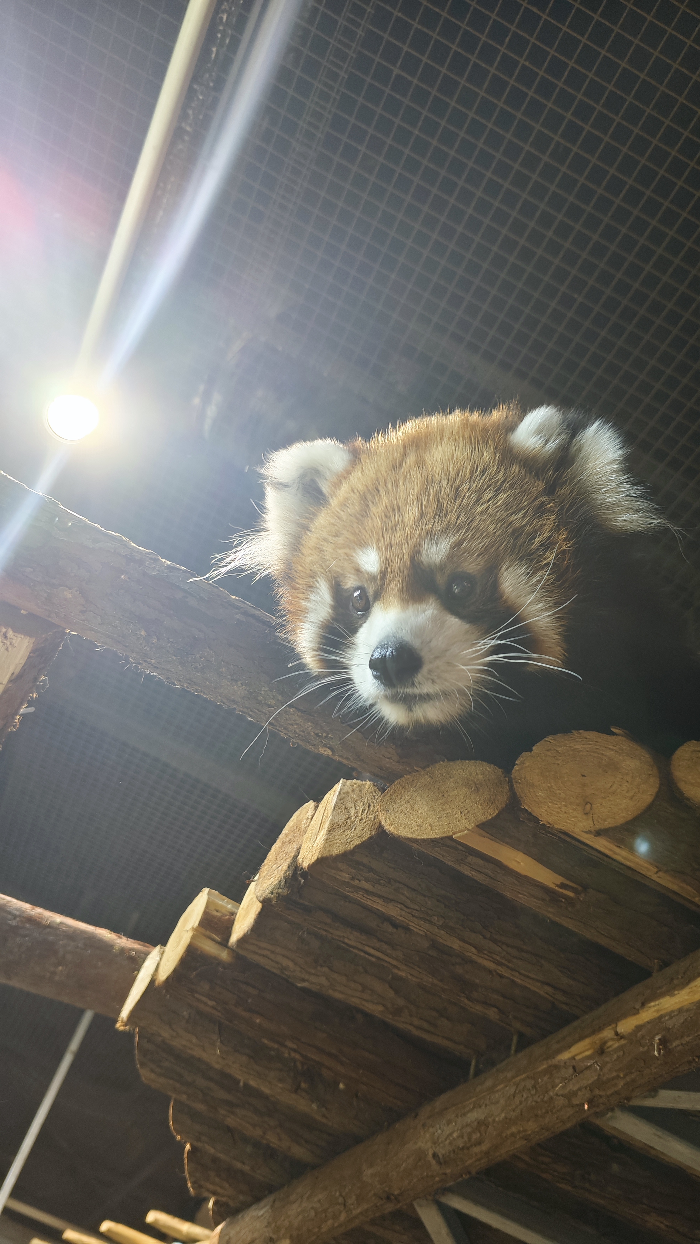 游玩