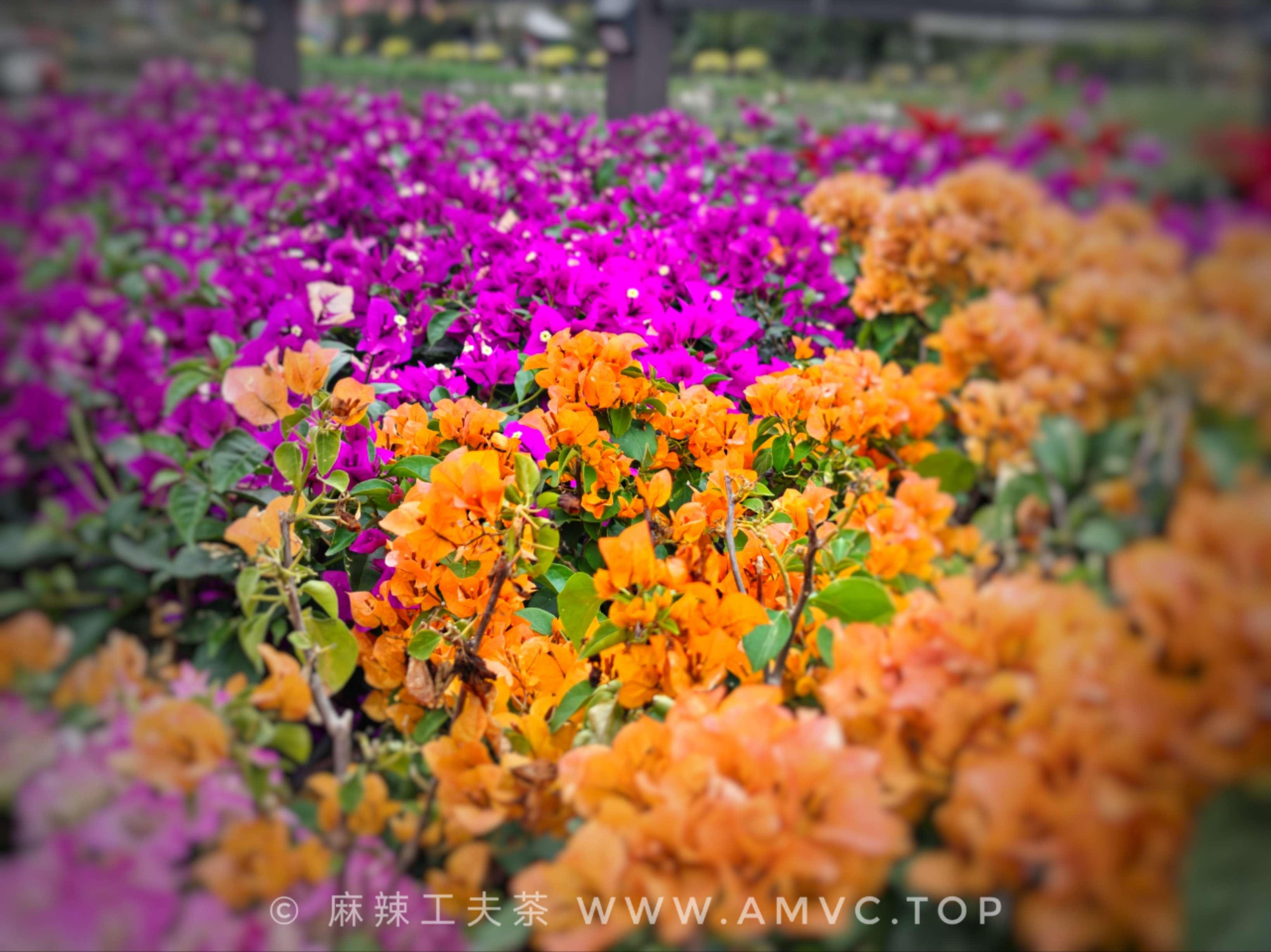 拍摄于汕头某公园，已授权视觉中国，<br>VCG211623838299