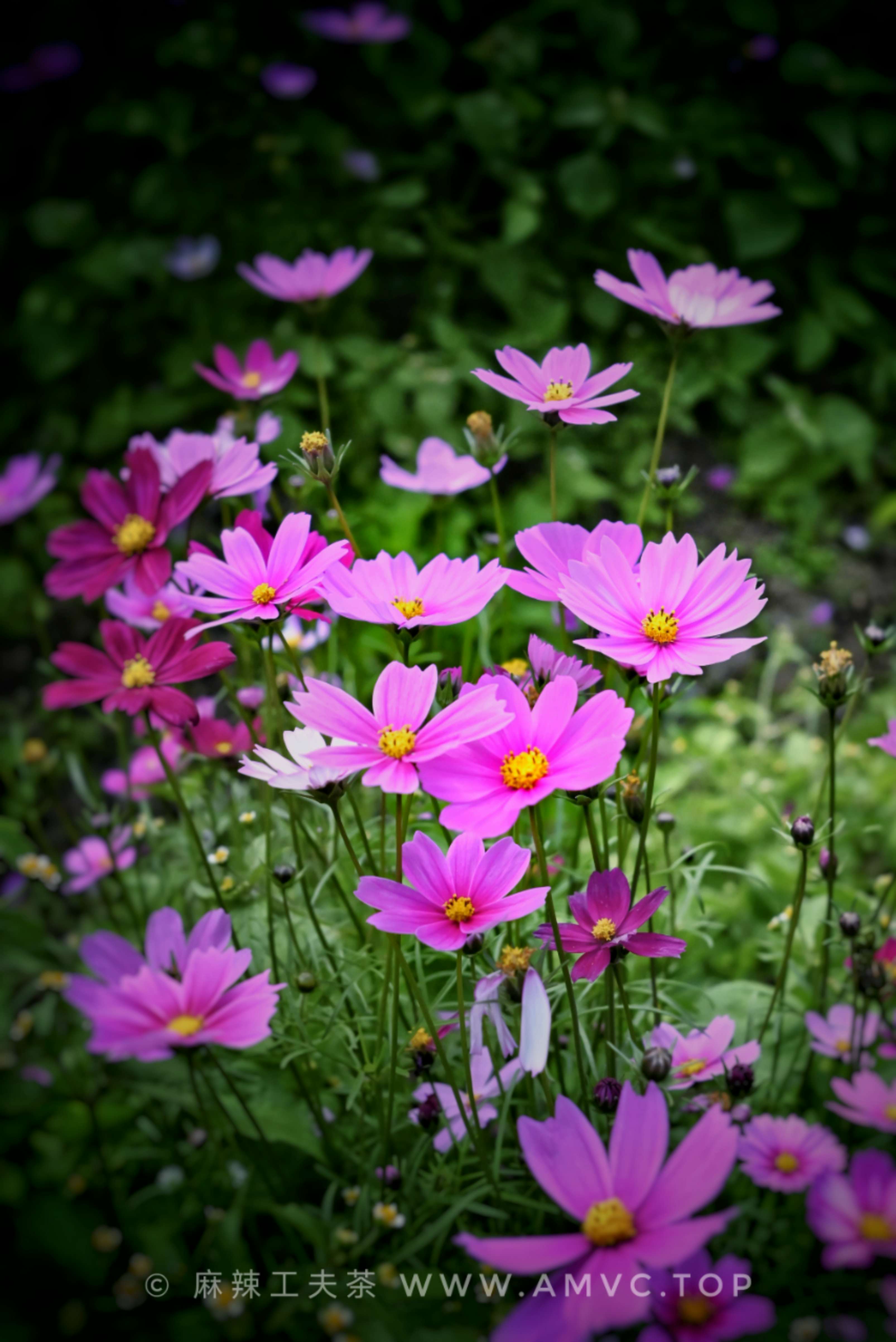 拍摄于汕头丹樱生态园，已授权视觉中国，<br>VCG211620649242