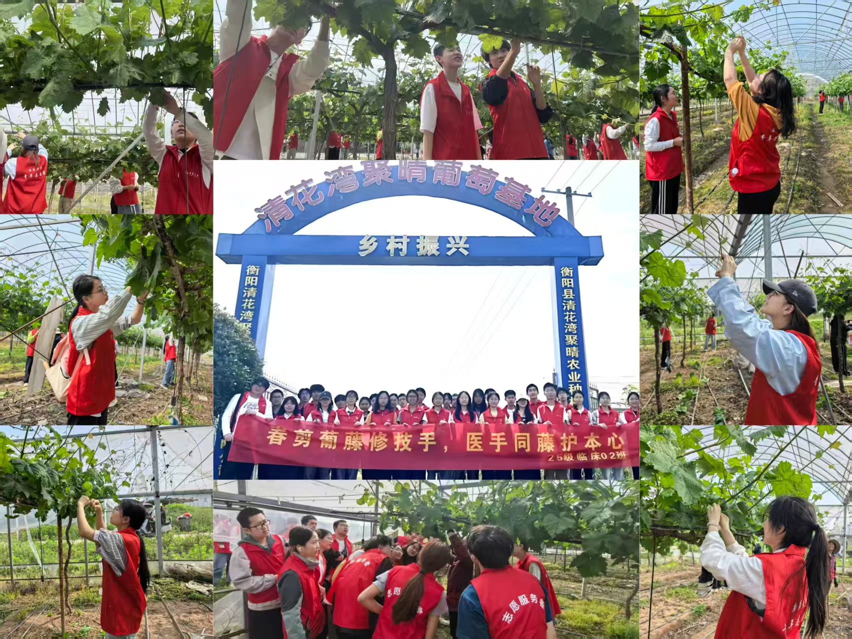 葡园劳作活动照片