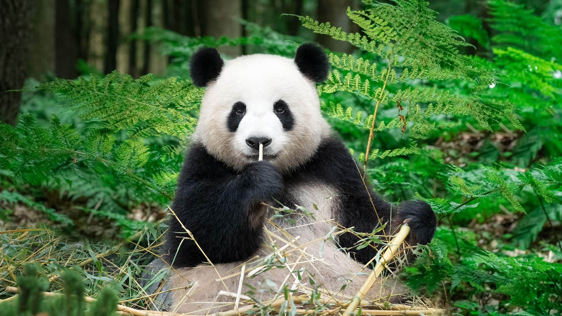 可爱大熊猫桌面壁纸