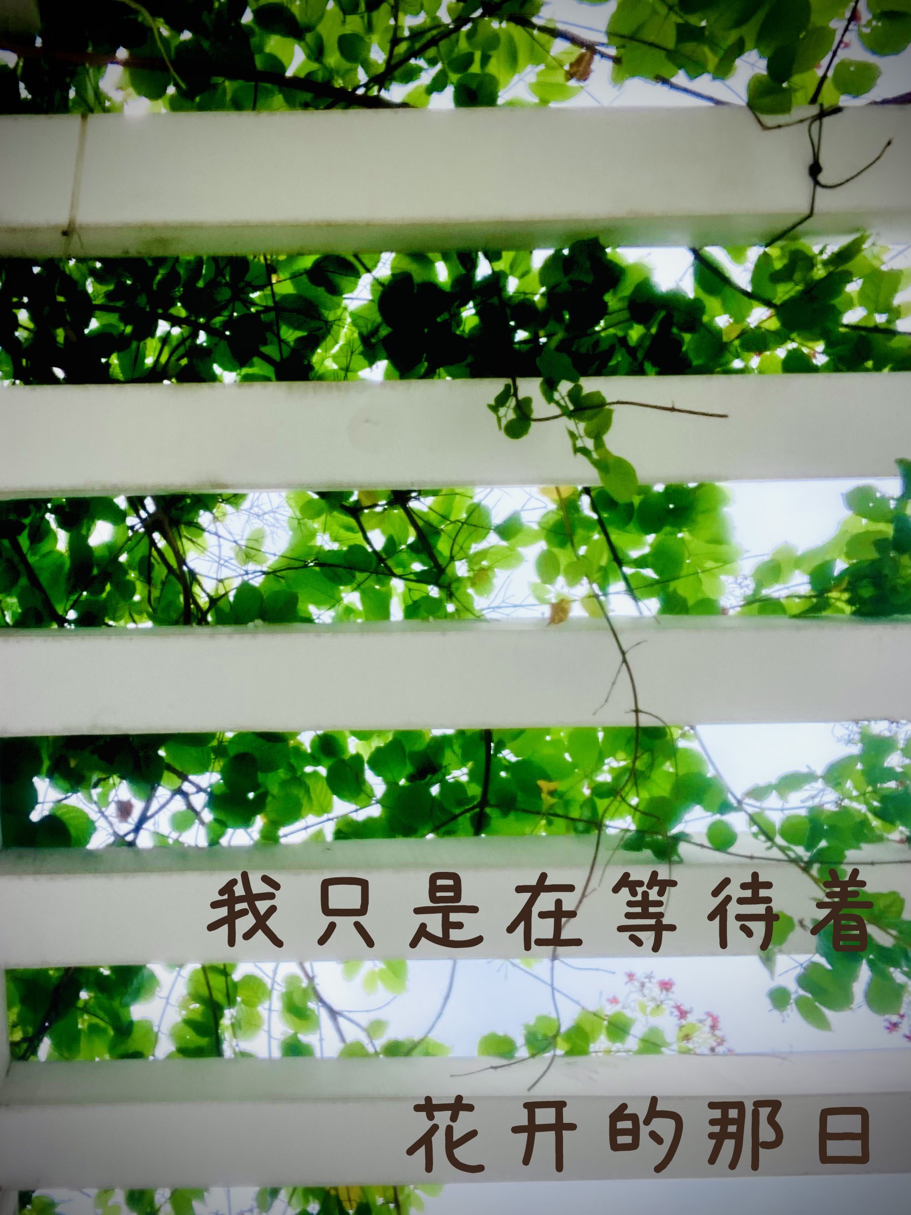 等花开