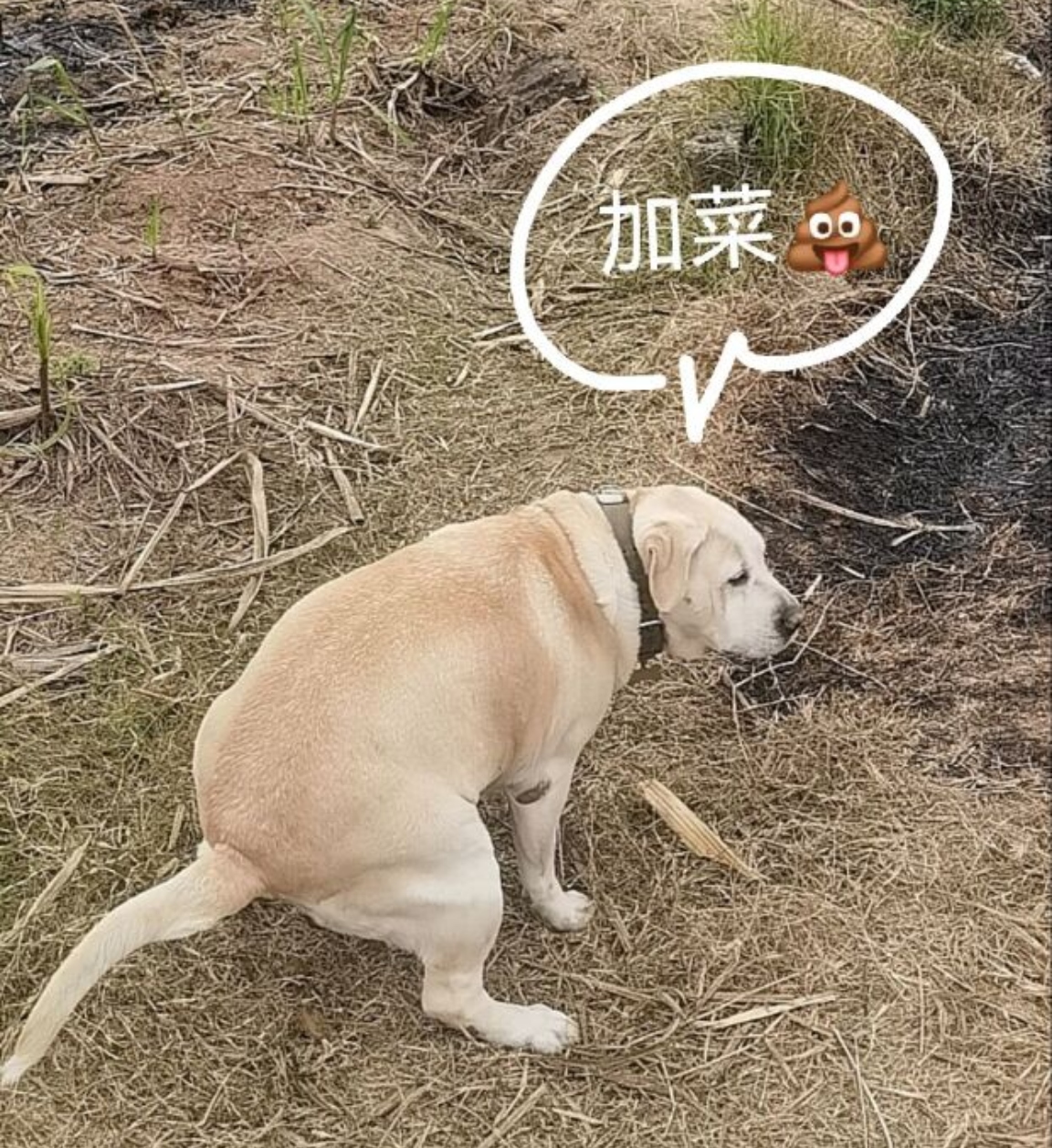 如何让狗狗🐕在固定点大小便💩#居家文明#