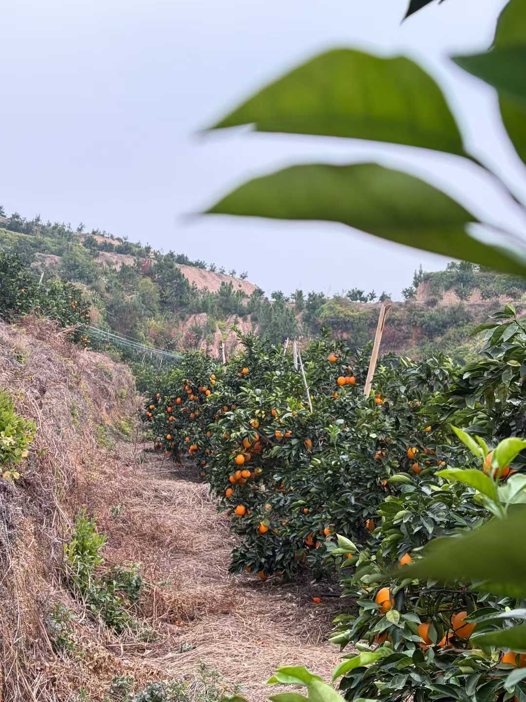 Fresh oranges on tree
