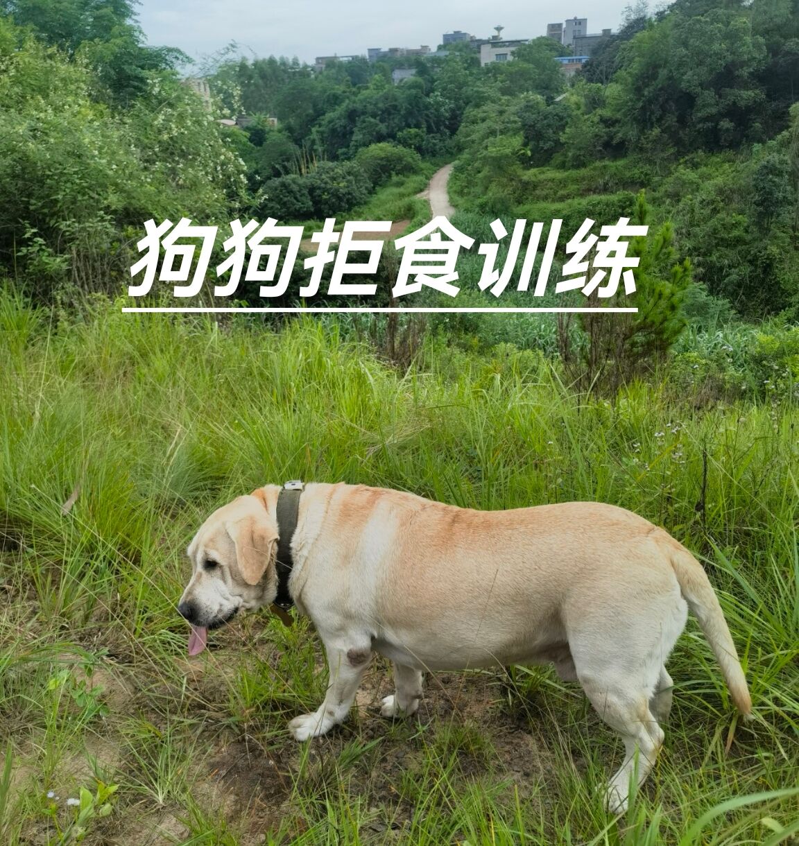 狗狗🍖“拒食训练”方法🐶#防毒防偷保命#