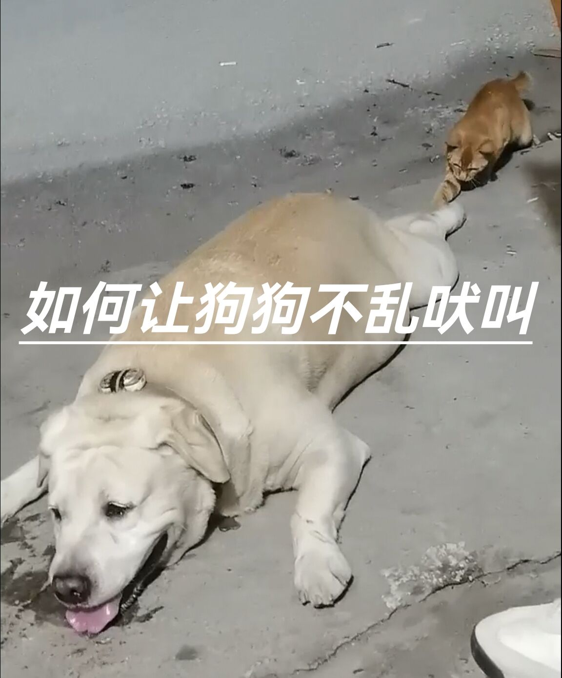 如何让狗狗🐶不乱吠叫💤#居家文明#