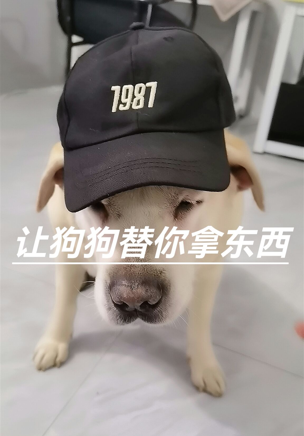 如何让狗狗🐩替你拿东西👍#服从训练#