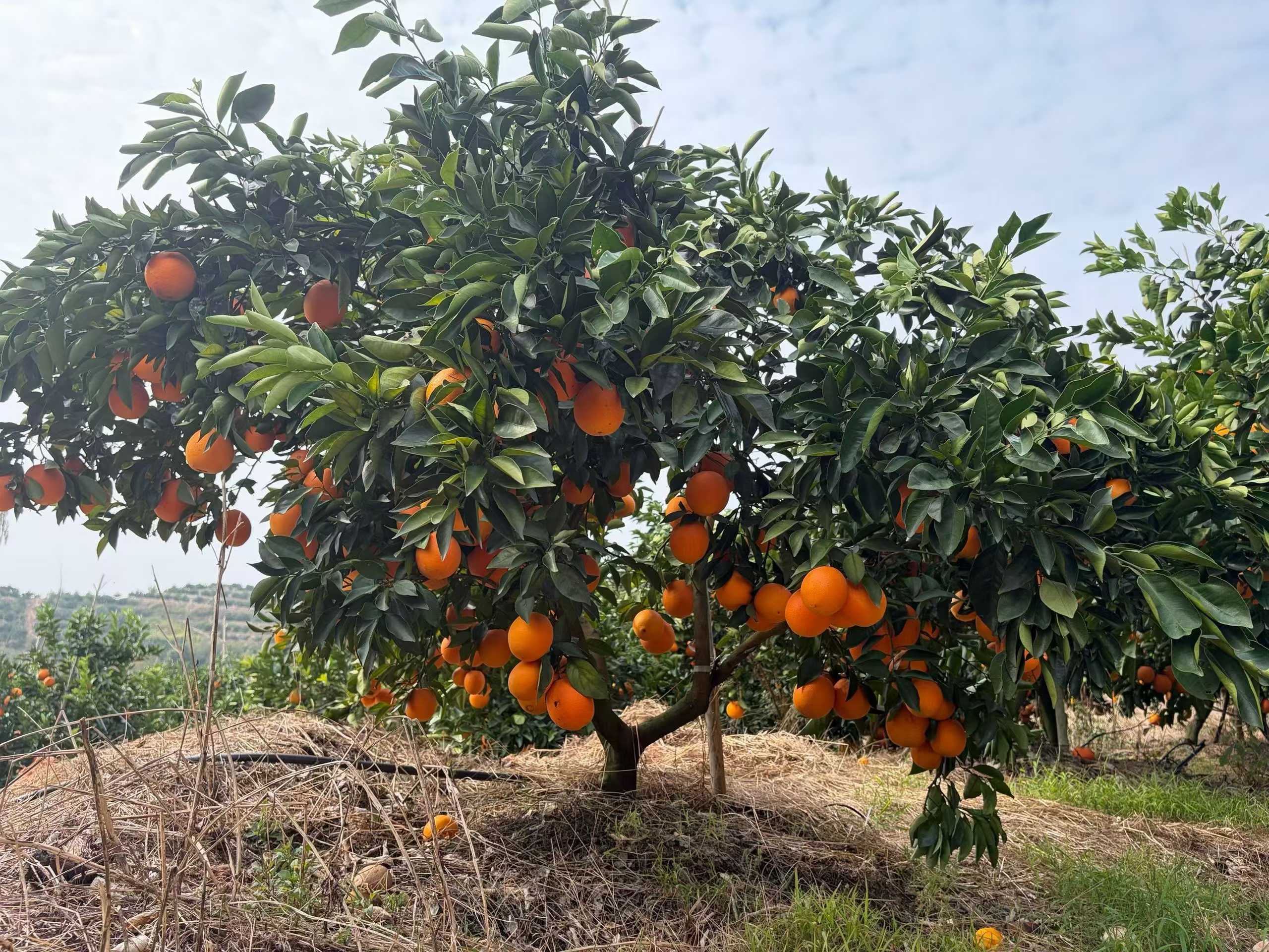 Orchard detail