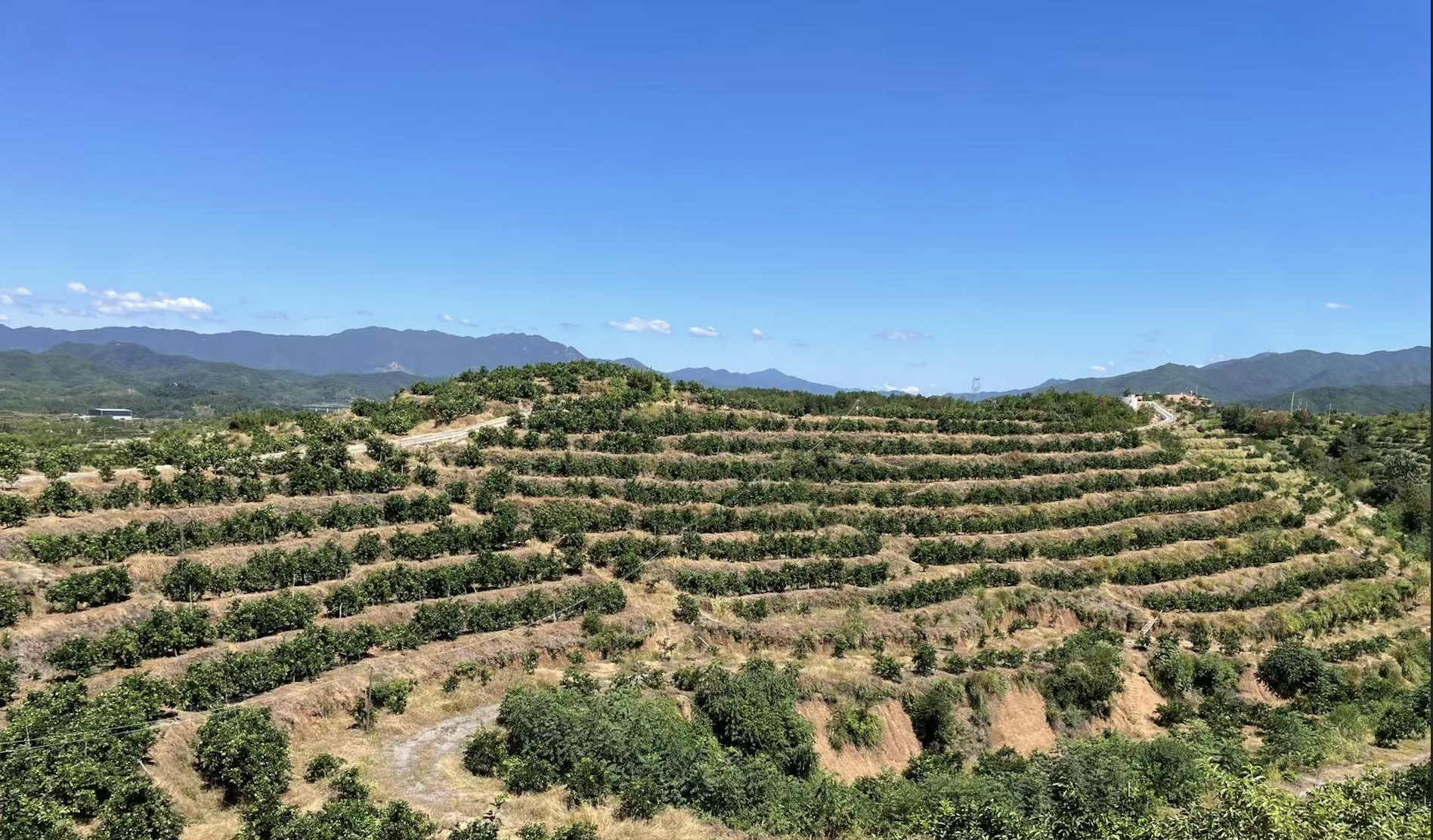 Orange orchard