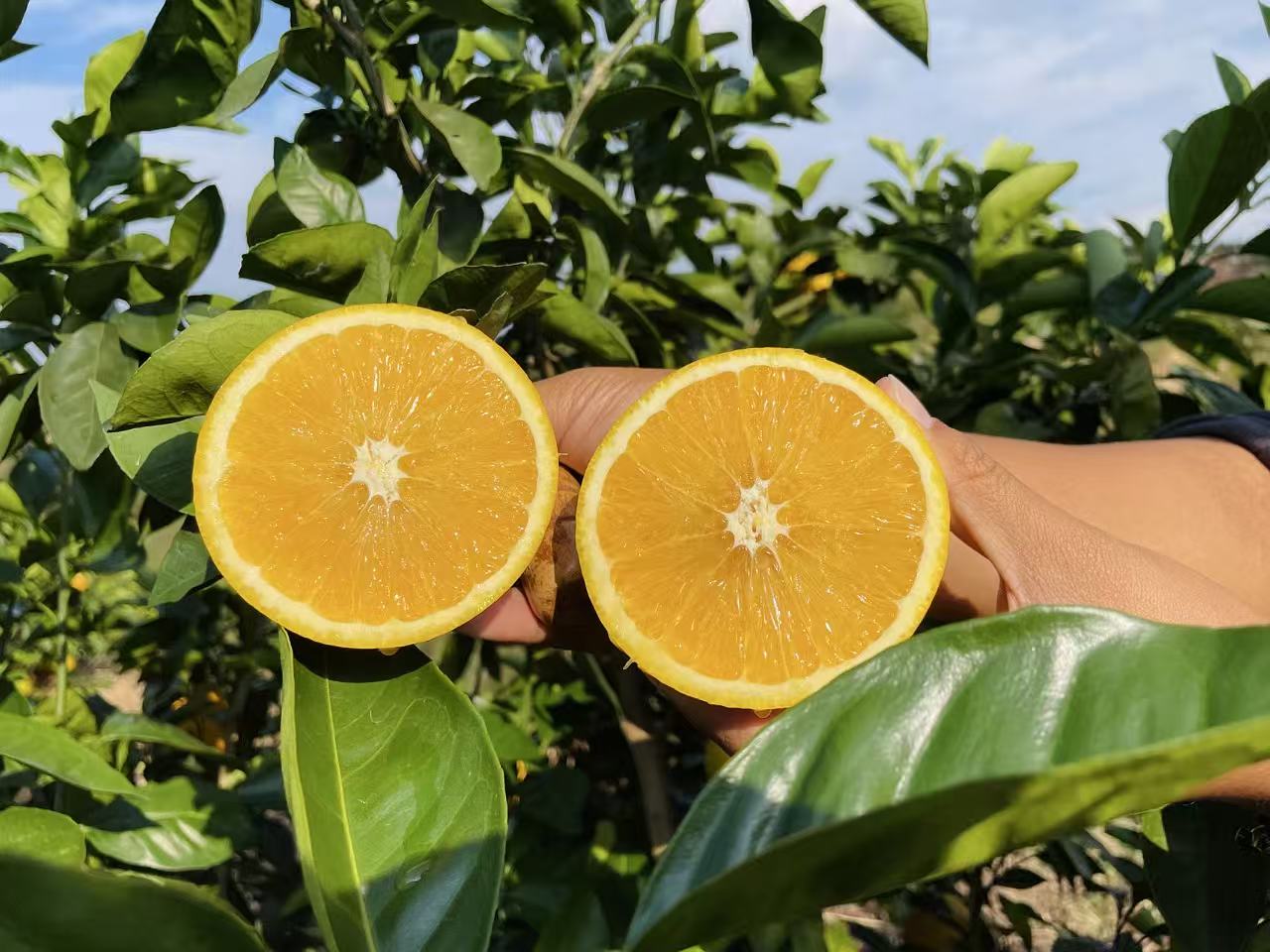 Navel oranges