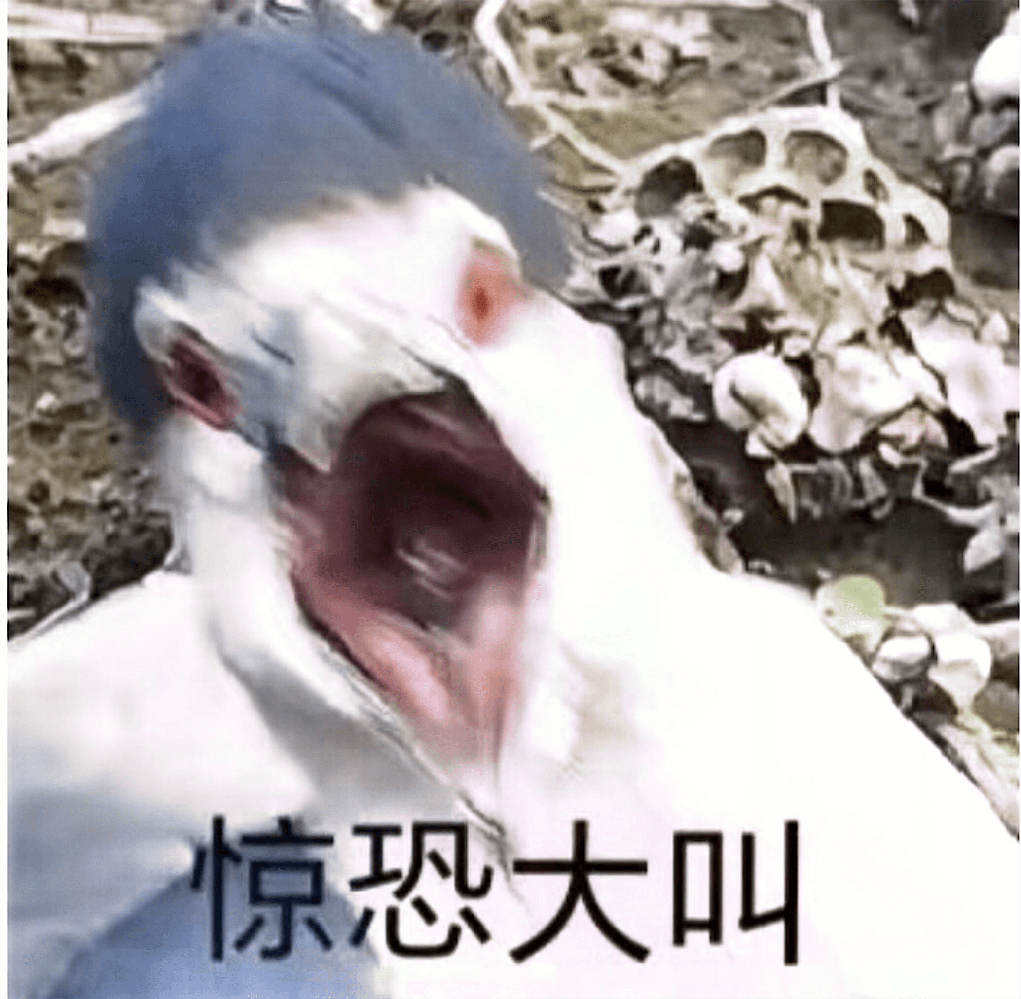 表情包