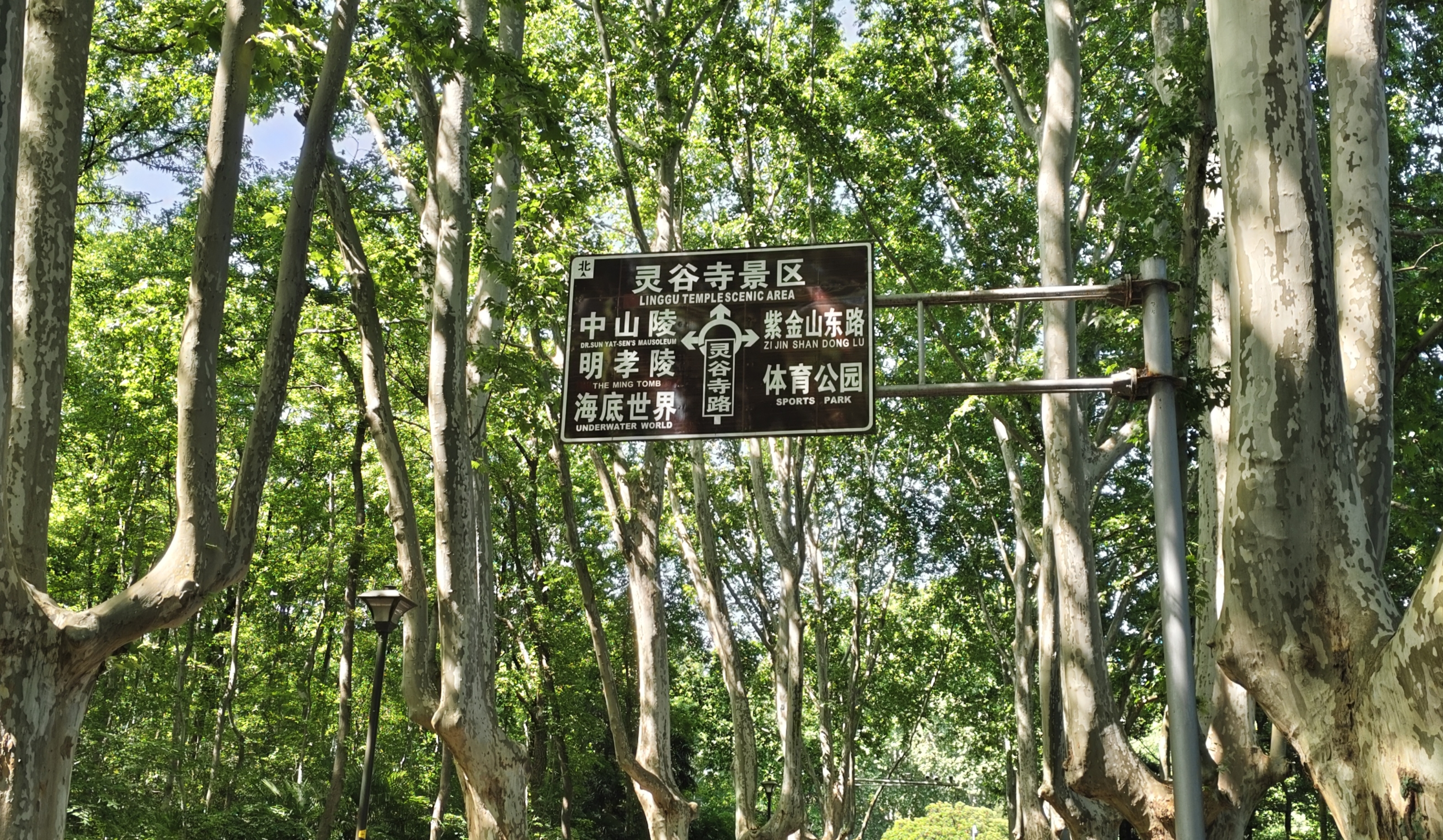 梧桐大道