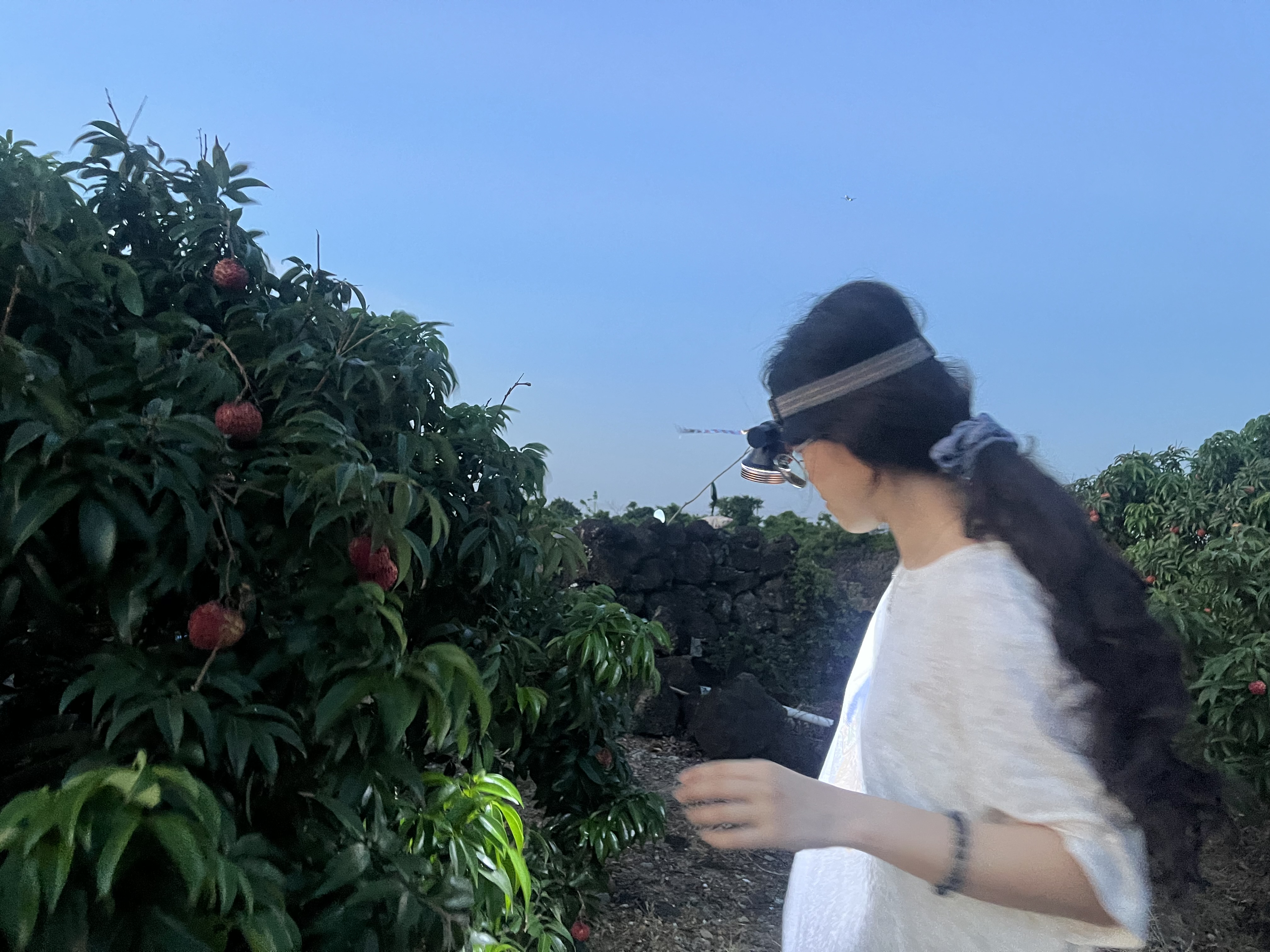 荔枝自由，2026年05月29日拍摄