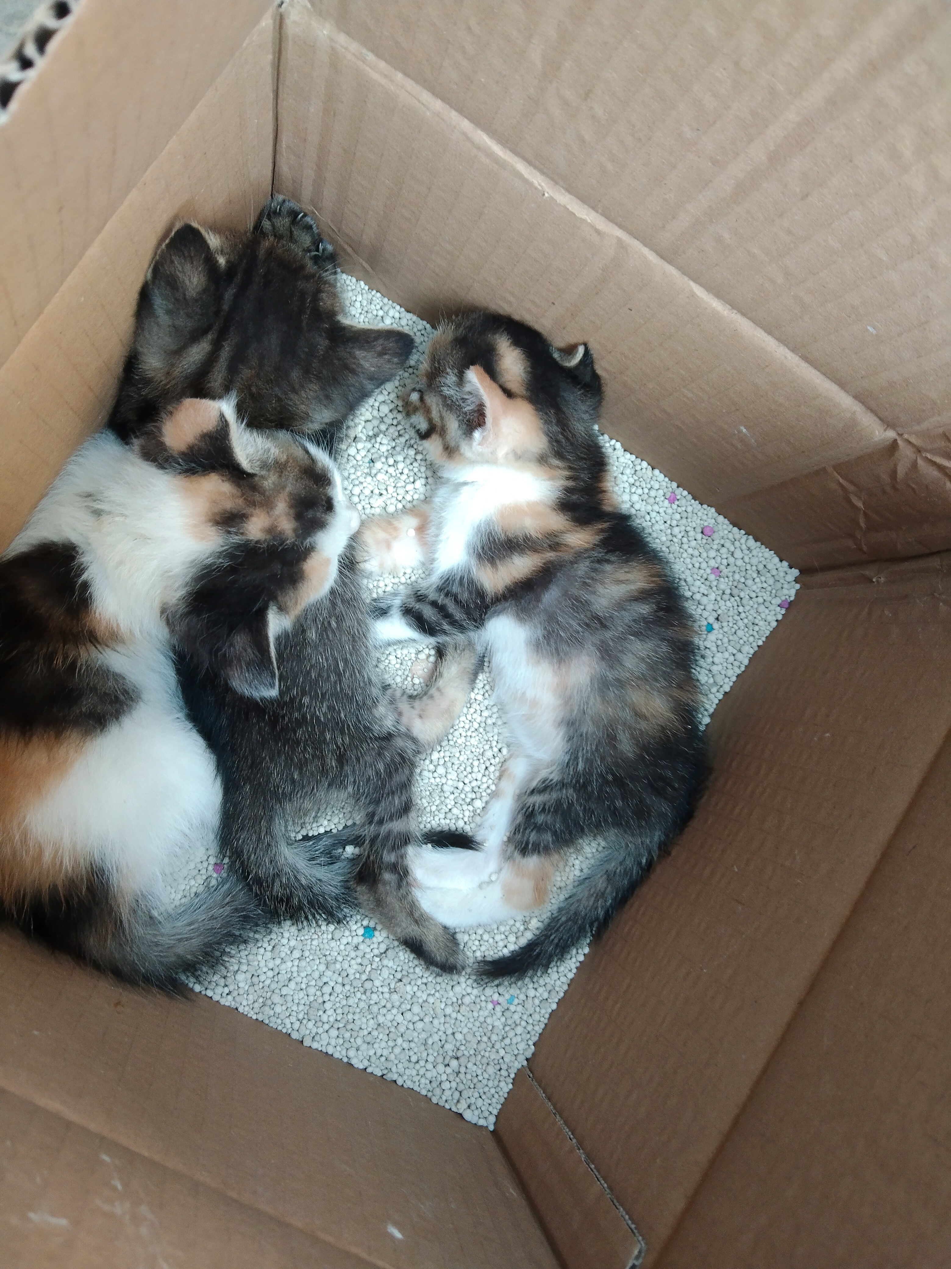 三只猫