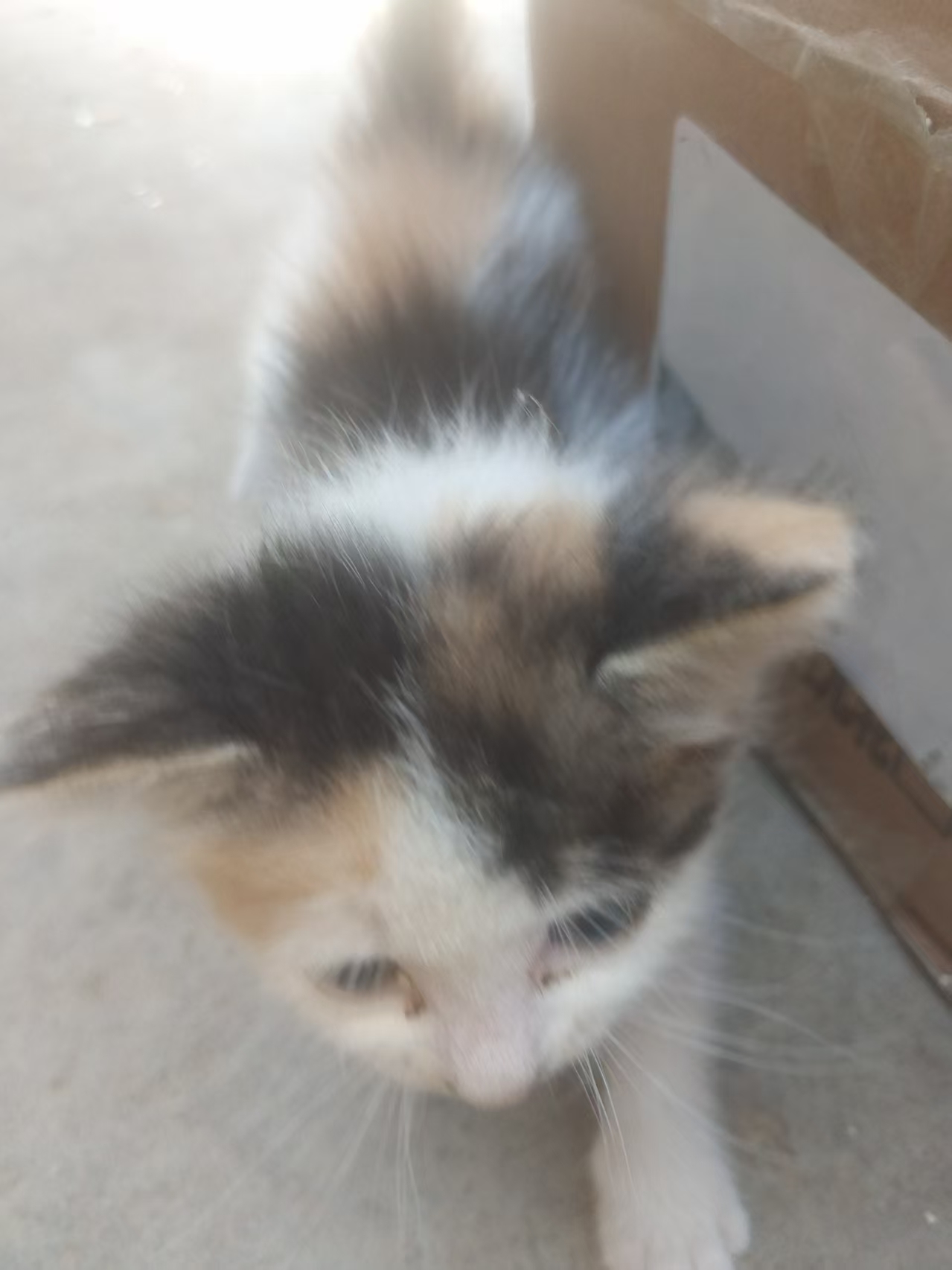 小猫走路（？）