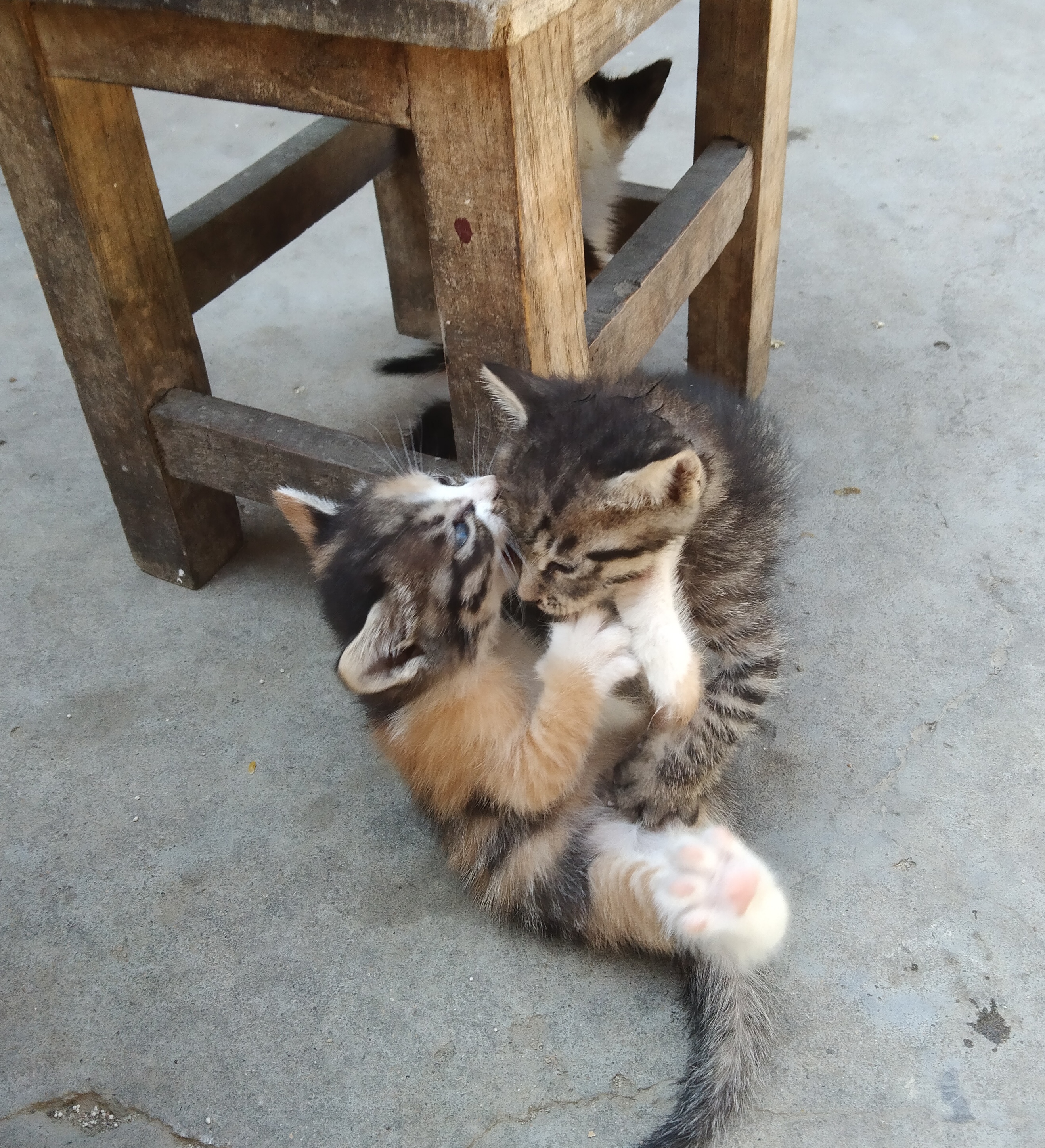 两只小猫互殴