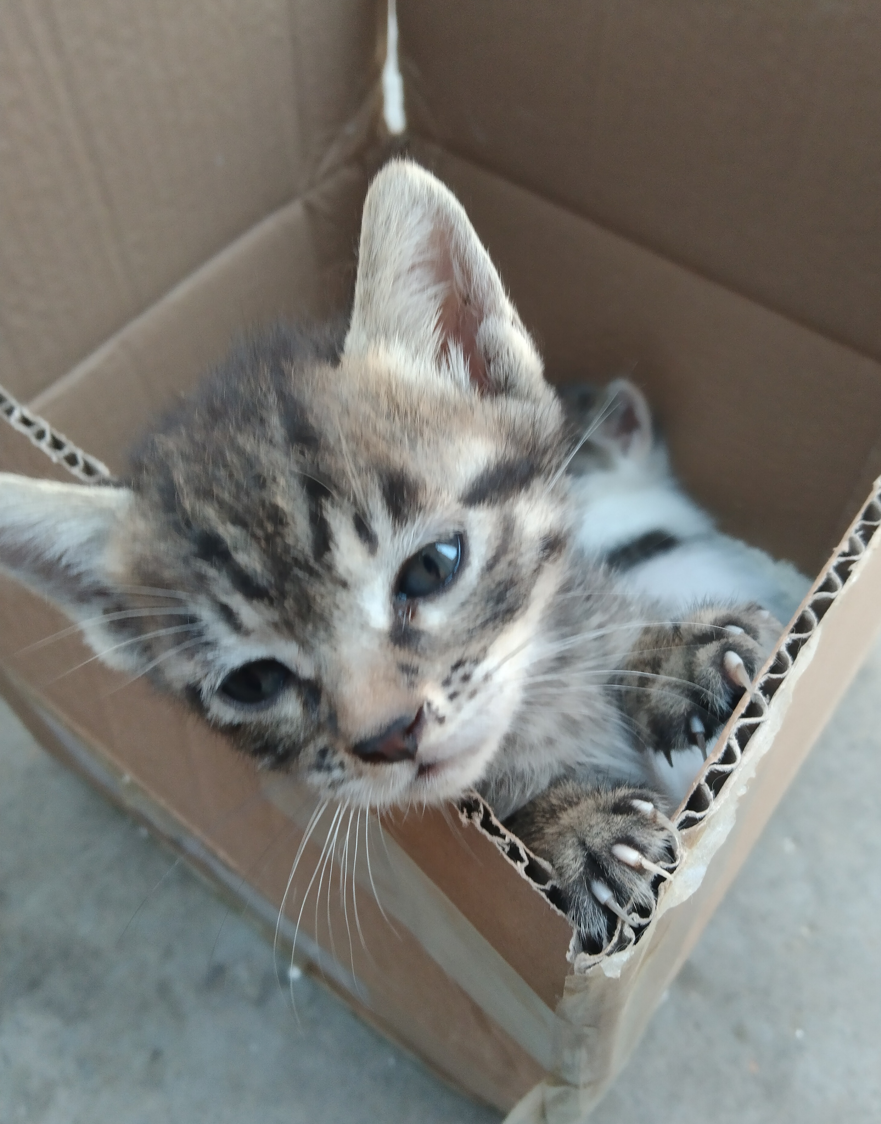 小猫越狱
