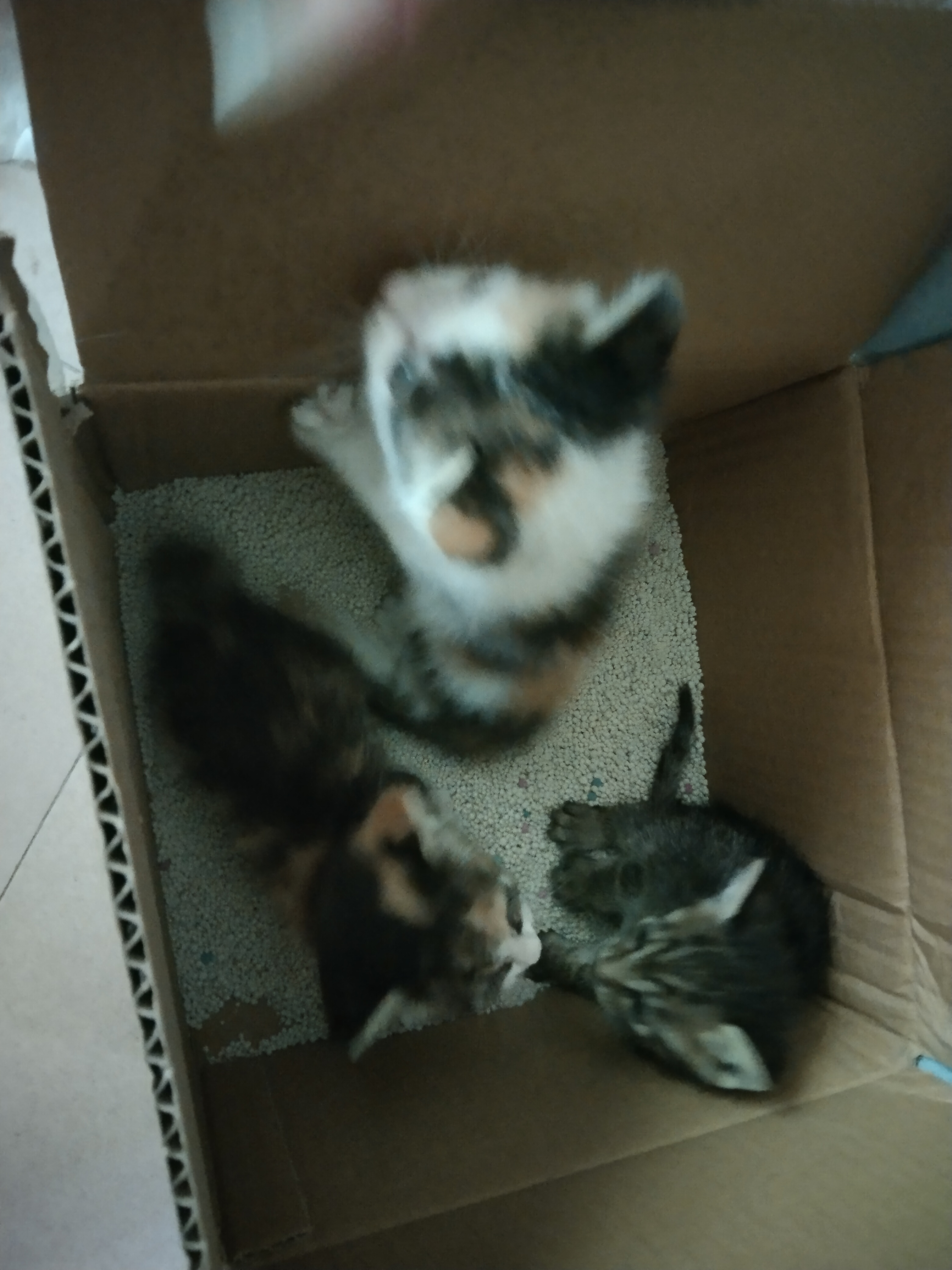 三只小猫