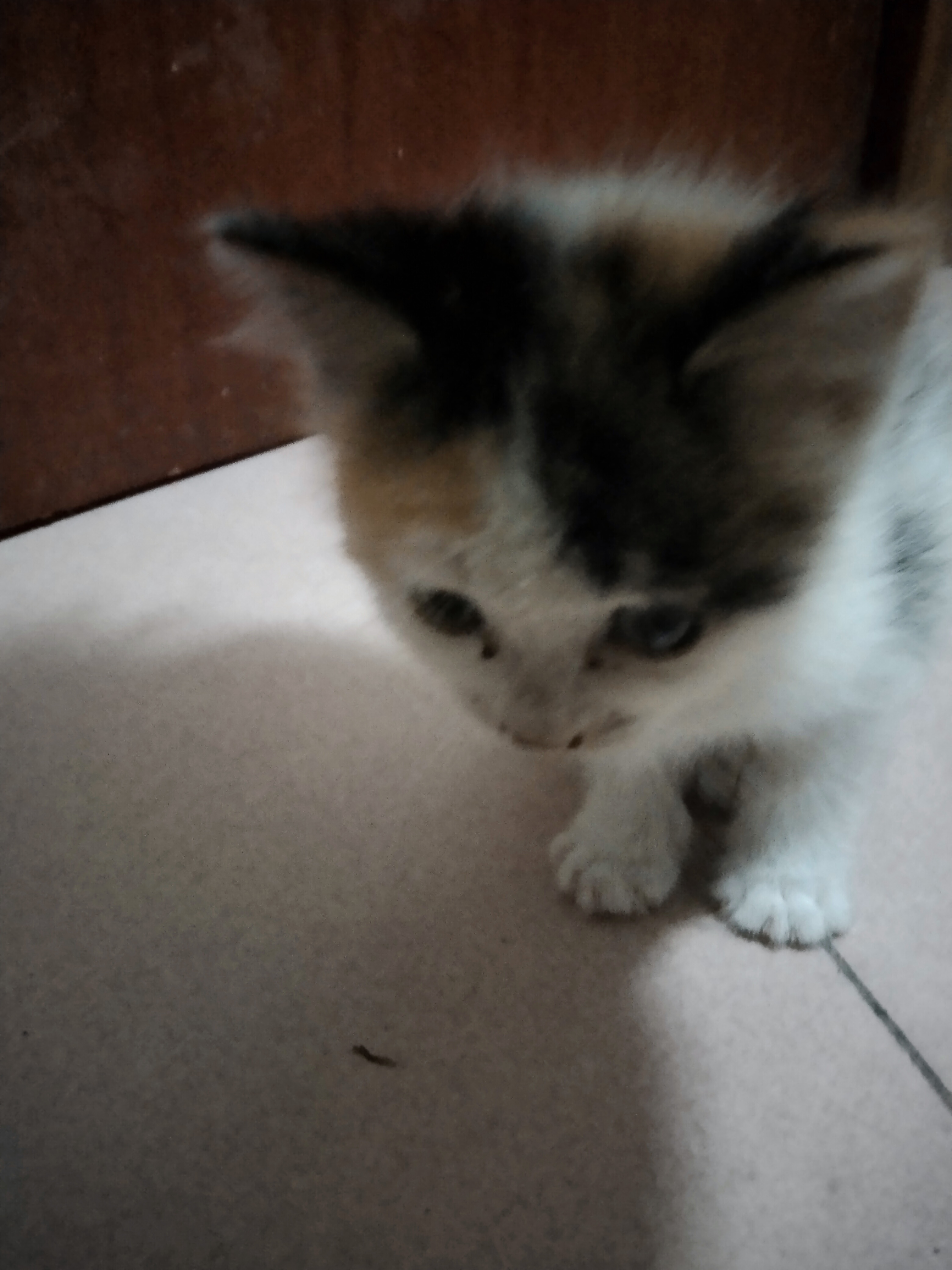 小猫特写