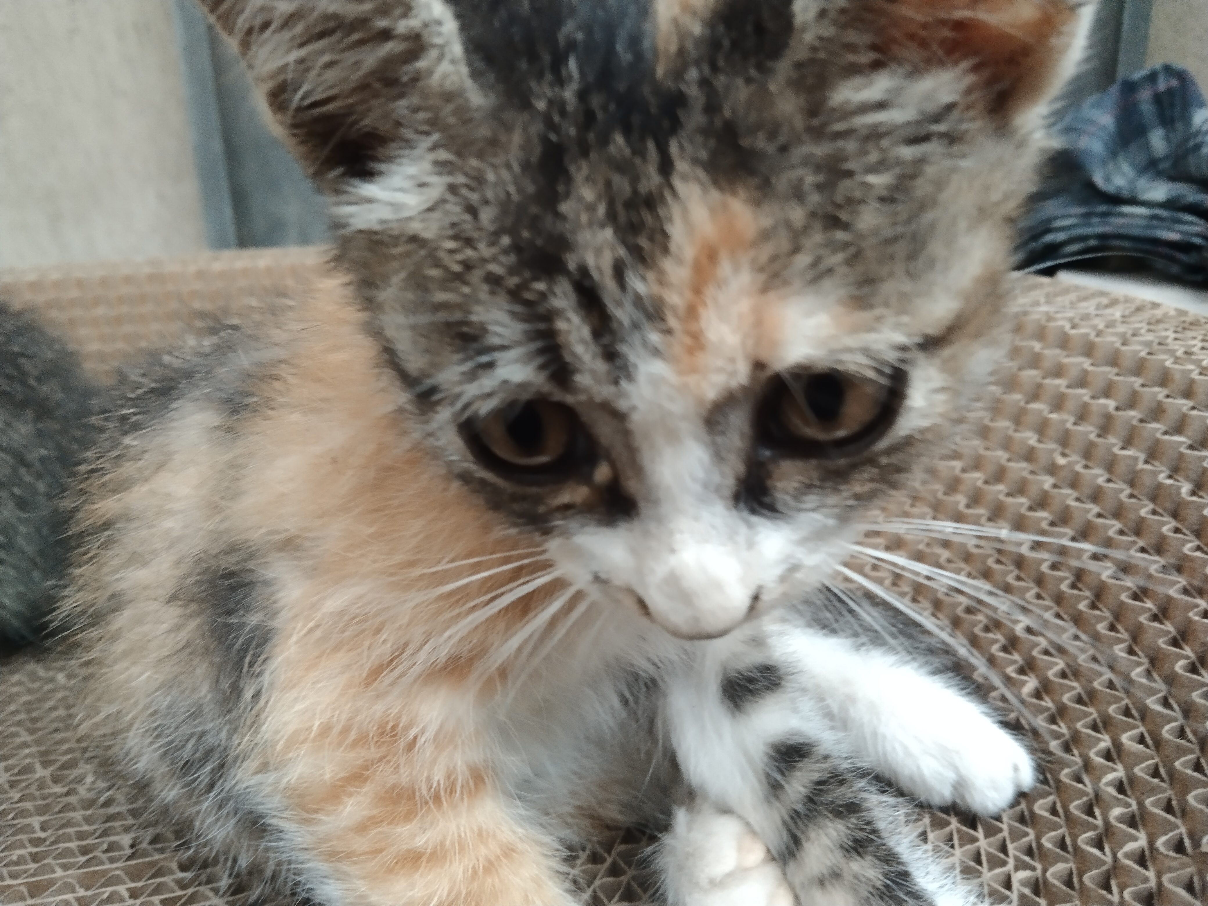 还看