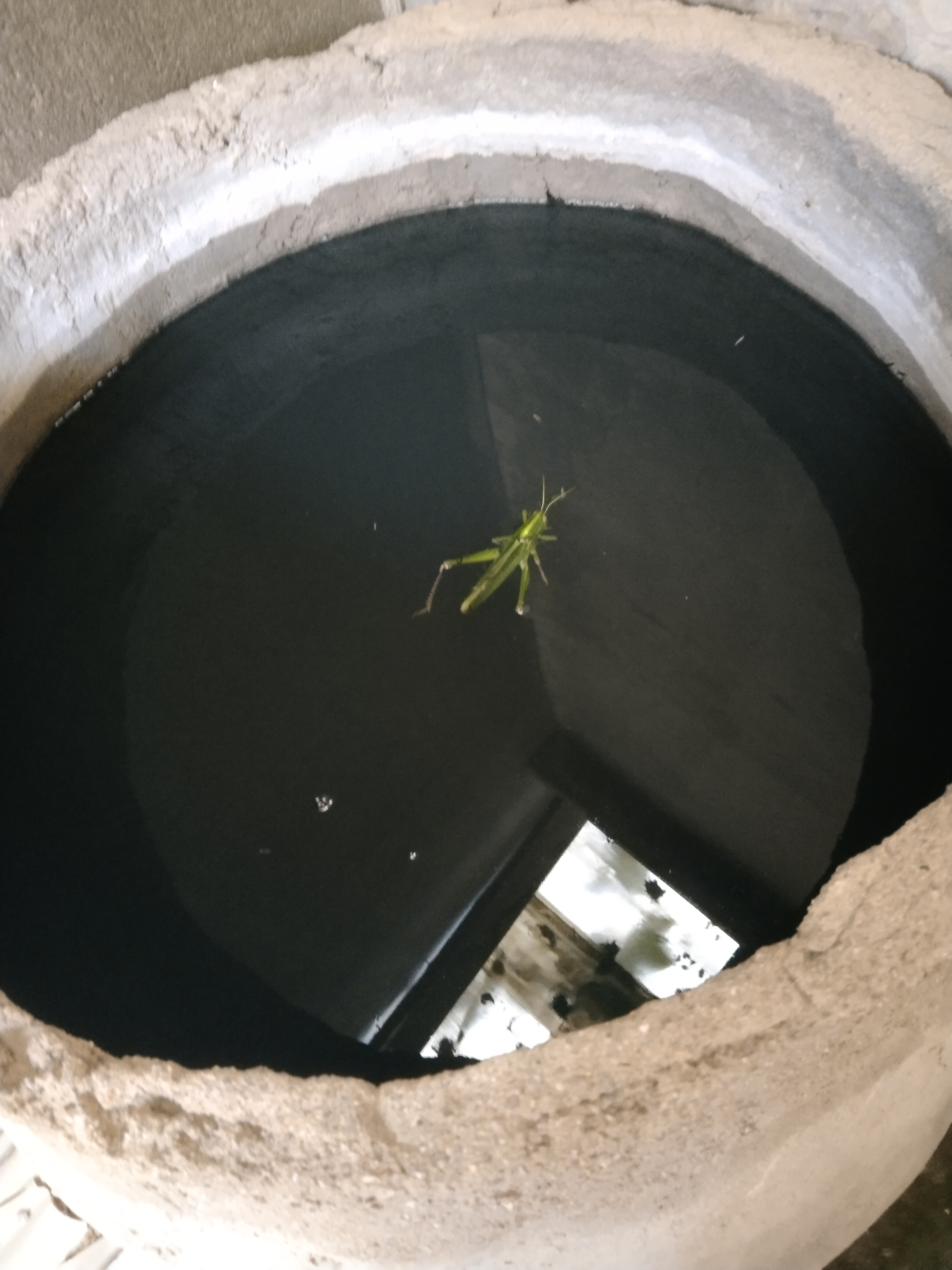 棉蝗跳水失败了