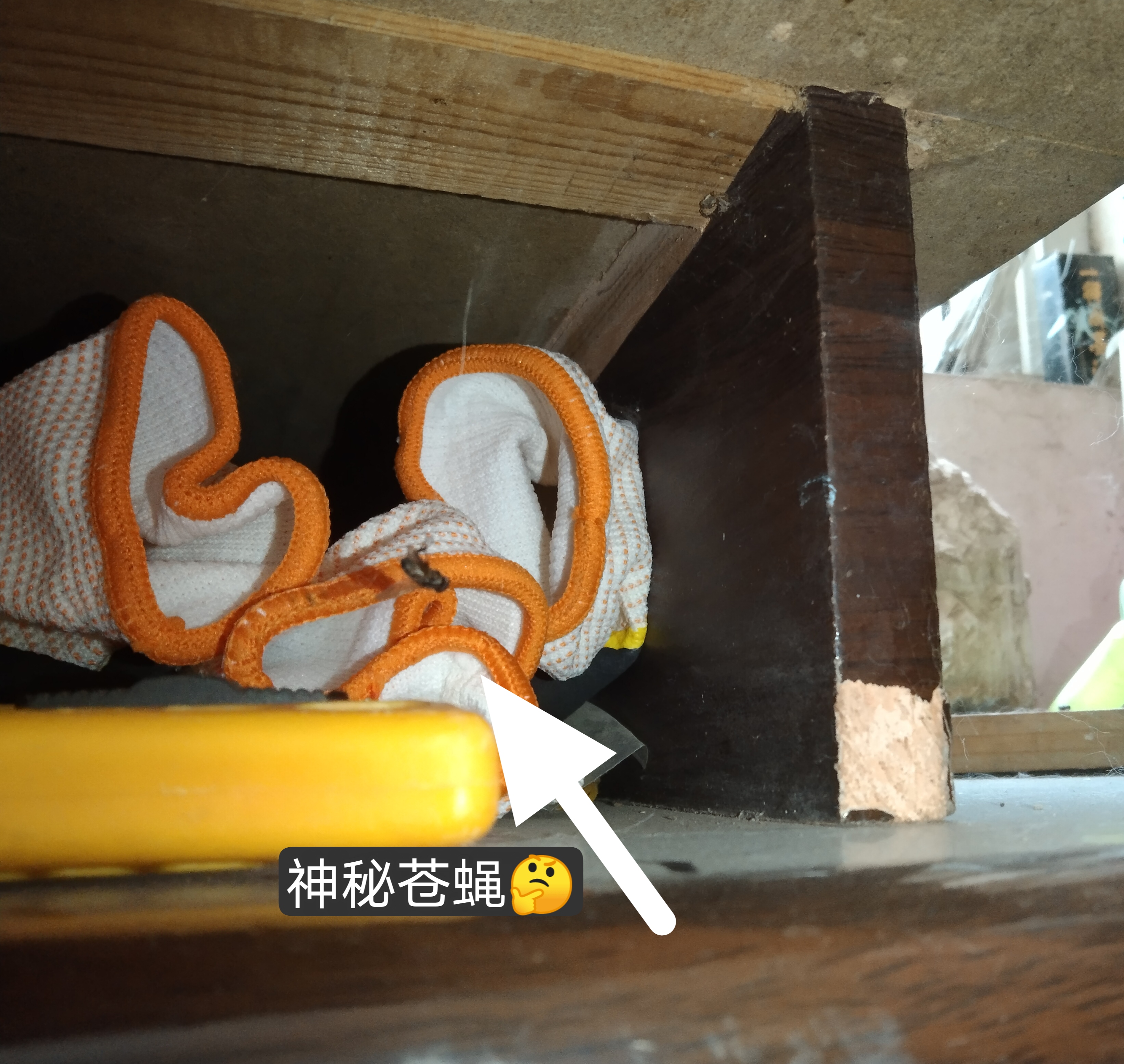 神秘苍蝇被蜘蛛网制裁了